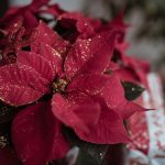 Какие подарки дарит мужчина